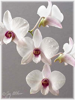 Dendrobium bigibbum var. compactum C.T.White