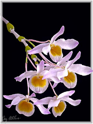 Dendrobium Findlayanum
