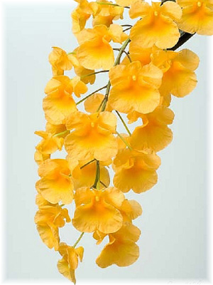 Dendrobium lindleyi Steud