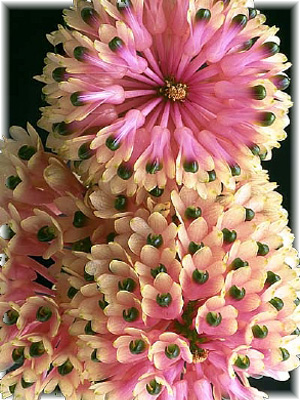 Dendrobium Smilliae