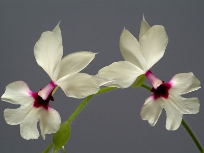 Calanthe rubro oculata, height of flower  4 cm