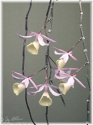 Dendrobium aphyllum (Roxb.) C.E.C.Fisch