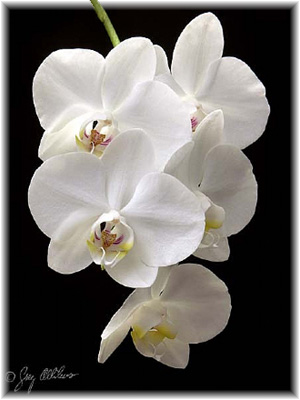 Phalaenopsis amabilis (L) Blume