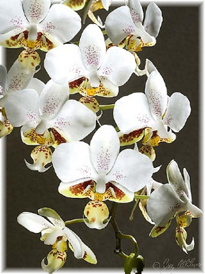 Phalaenopsis stuartiana Rchb
