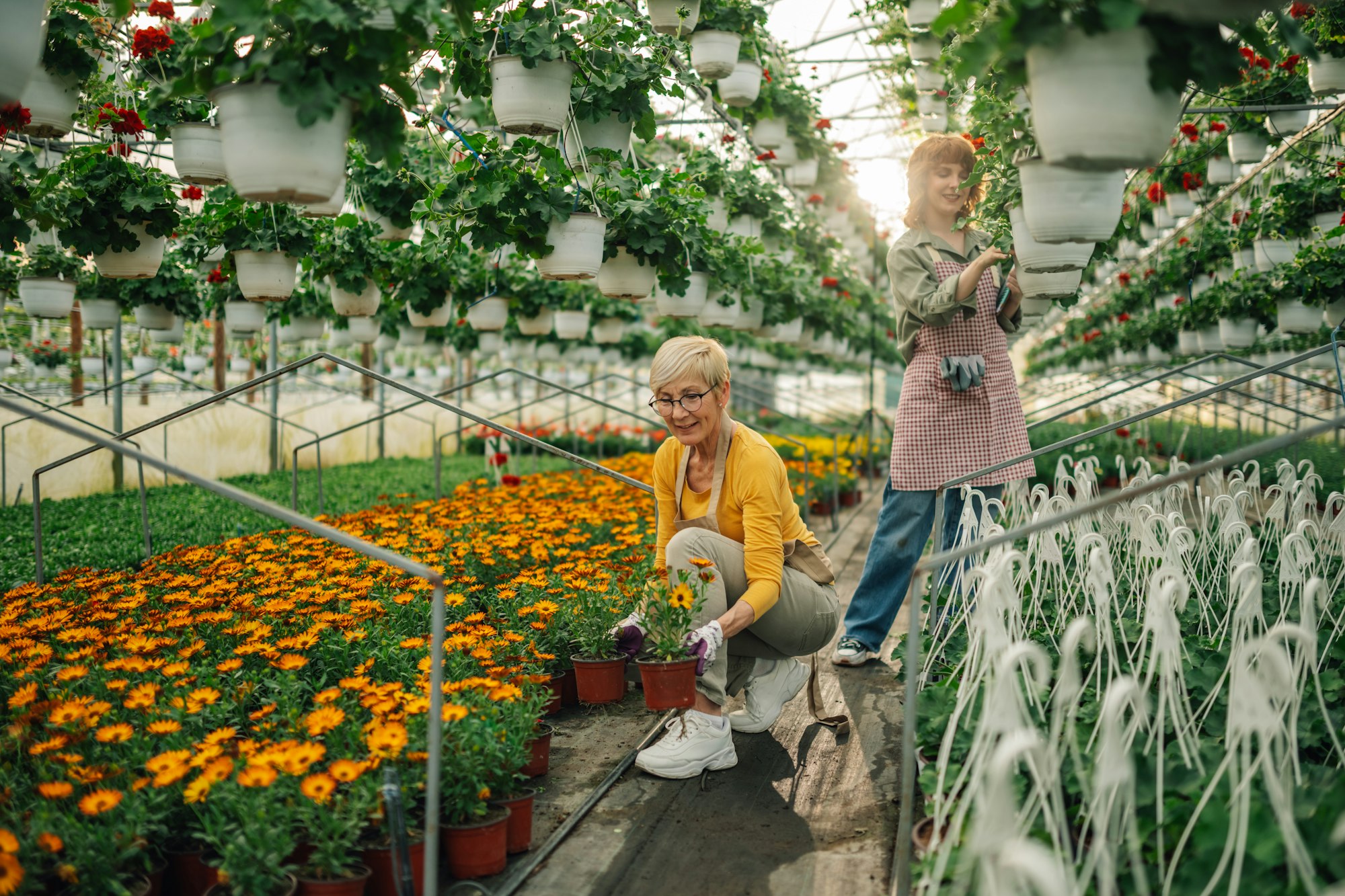 Florists at hothouse surrounded by flowerpots working with flowers.