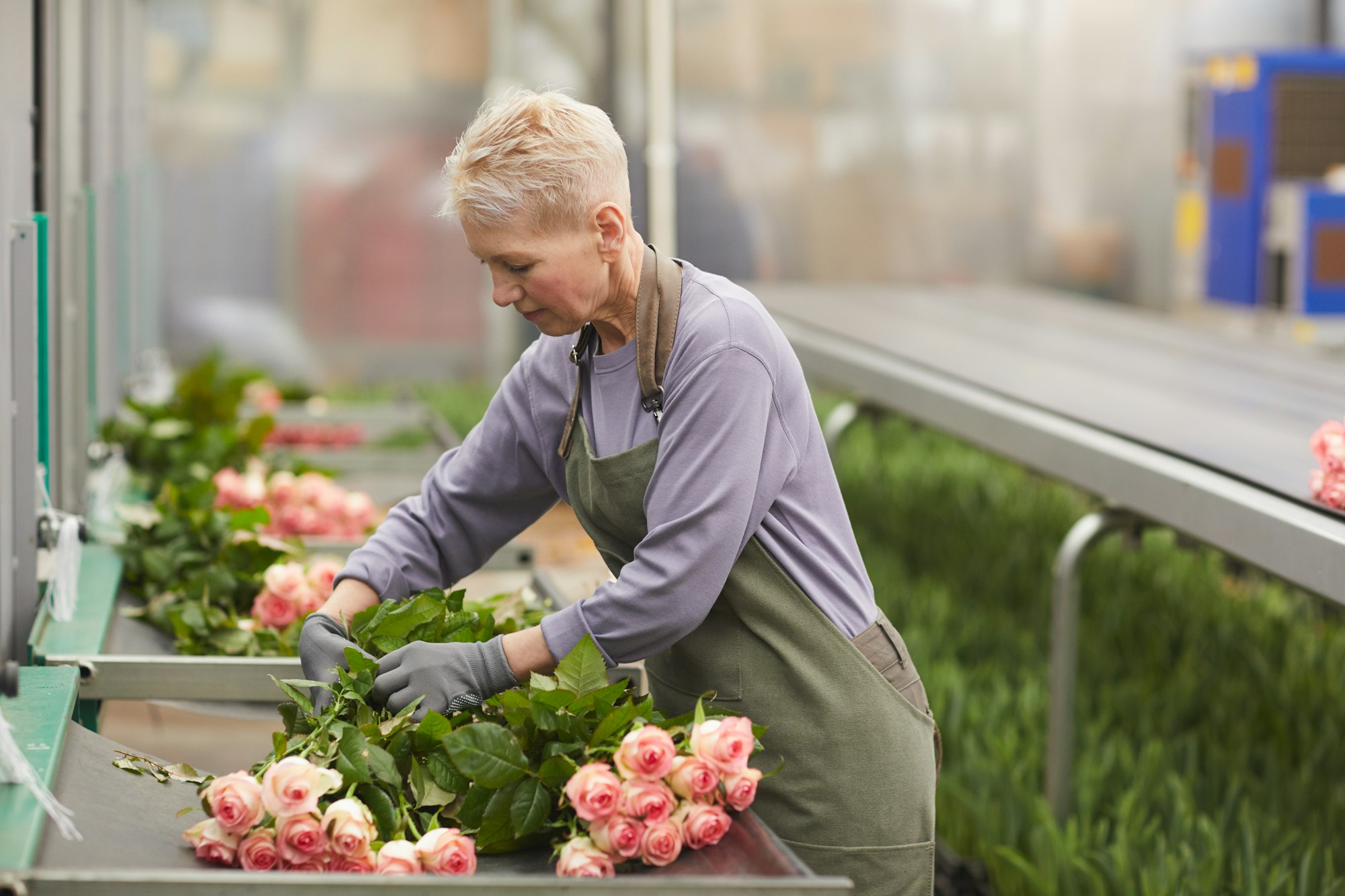 Gardener growing roses